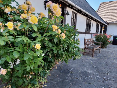 Roserne blomstrer